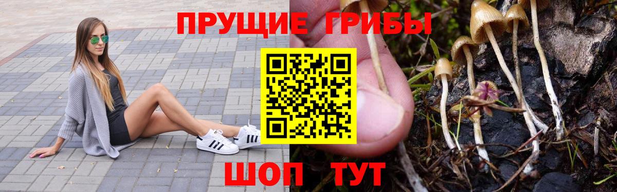 Псилоцибиновые грибы Psilocybine cubensis Мариинск